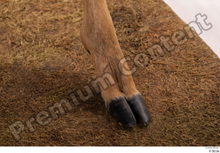 Deer Doe 2 hoof leg 0012.jpg